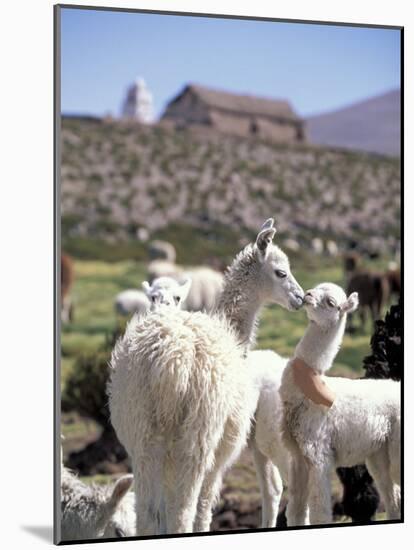 Mother and Baby Alpaca with Catholic Church in the Distance, Village of Mauque, Chile-Lin Alder-Mounted Photographic Print