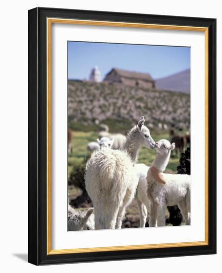 Mother and Baby Alpaca with Catholic Church in the Distance, Village of Mauque, Chile-Lin Alder-Framed Photographic Print