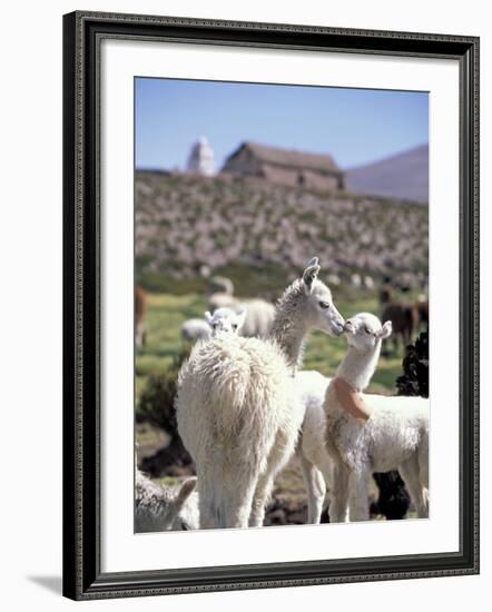 Mother and Baby Alpaca with Catholic Church in the Distance, Village of Mauque, Chile-Lin Alder-Framed Photographic Print