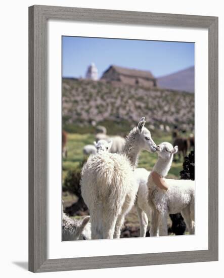 Mother and Baby Alpaca with Catholic Church in the Distance, Village of Mauque, Chile-Lin Alder-Framed Photographic Print