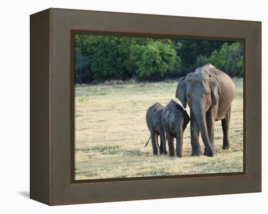 Mother and Baby Asian Elephants at Minneriya National Park, Sri Lanka, Asia-Kim Walker-Framed Premier Image Canvas