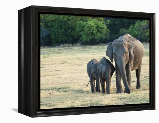 Mother and Baby Asian Elephants at Minneriya National Park, Sri Lanka, Asia-Kim Walker-Framed Premier Image Canvas