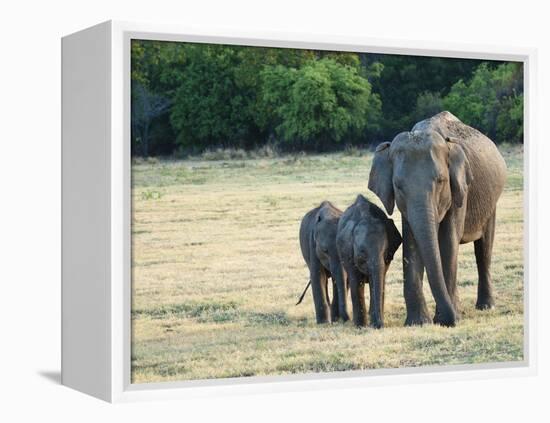 Mother and Baby Asian Elephants at Minneriya National Park, Sri Lanka, Asia-Kim Walker-Framed Premier Image Canvas