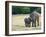 Mother and Baby Asian Elephants at Minneriya National Park, Sri Lanka, Asia-Kim Walker-Framed Photographic Print