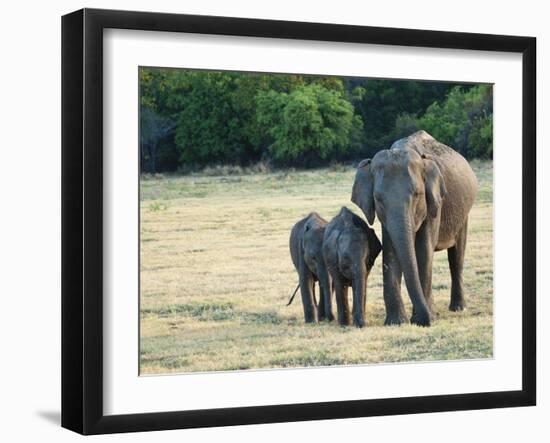 Mother and Baby Asian Elephants at Minneriya National Park, Sri Lanka, Asia-Kim Walker-Framed Photographic Print