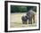 Mother and Baby Asian Elephants at Minneriya National Park, Sri Lanka, Asia-Kim Walker-Framed Photographic Print