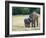 Mother and Baby Asian Elephants at Minneriya National Park, Sri Lanka, Asia-Kim Walker-Framed Photographic Print