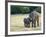 Mother and Baby Asian Elephants at Minneriya National Park, Sri Lanka, Asia-Kim Walker-Framed Photographic Print