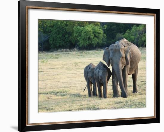 Mother and Baby Asian Elephants at Minneriya National Park, Sri Lanka, Asia-Kim Walker-Framed Photographic Print