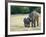 Mother and Baby Asian Elephants at Minneriya National Park, Sri Lanka, Asia-Kim Walker-Framed Photographic Print