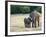 Mother and Baby Asian Elephants at Minneriya National Park, Sri Lanka, Asia-Kim Walker-Framed Photographic Print