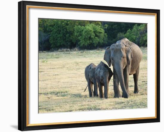 Mother and Baby Asian Elephants at Minneriya National Park, Sri Lanka, Asia-Kim Walker-Framed Photographic Print