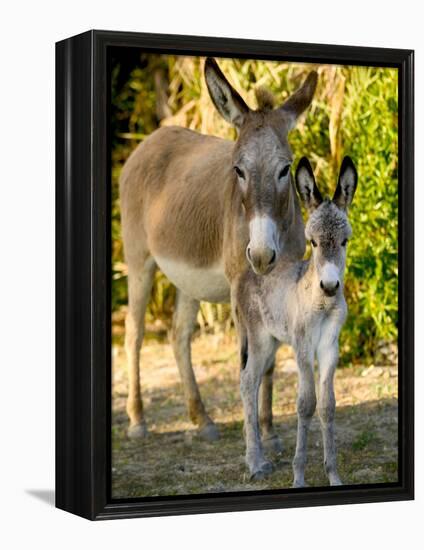 Mother and Baby Donkeys on Salt Cay Island, Turks and Caicos, Caribbean-Walter Bibikow-Framed Premier Image Canvas