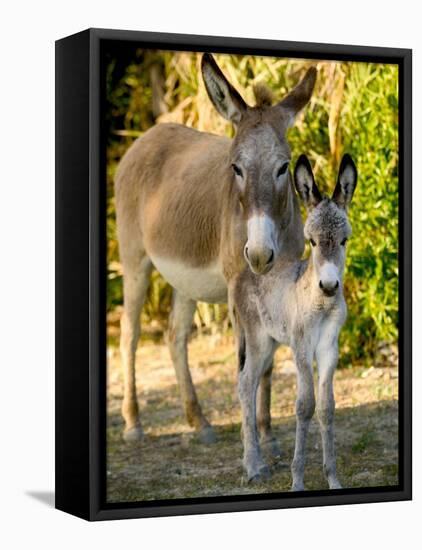 Mother and Baby Donkeys on Salt Cay Island, Turks and Caicos, Caribbean-Walter Bibikow-Framed Premier Image Canvas