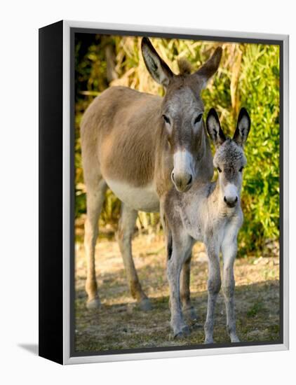 Mother and Baby Donkeys on Salt Cay Island, Turks and Caicos, Caribbean-Walter Bibikow-Framed Premier Image Canvas