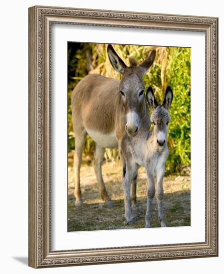 Mother and Baby Donkeys on Salt Cay Island, Turks and Caicos, Caribbean-Walter Bibikow-Framed Photographic Print