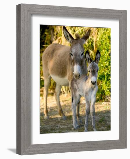 Mother and Baby Donkeys on Salt Cay Island, Turks and Caicos, Caribbean-Walter Bibikow-Framed Photographic Print