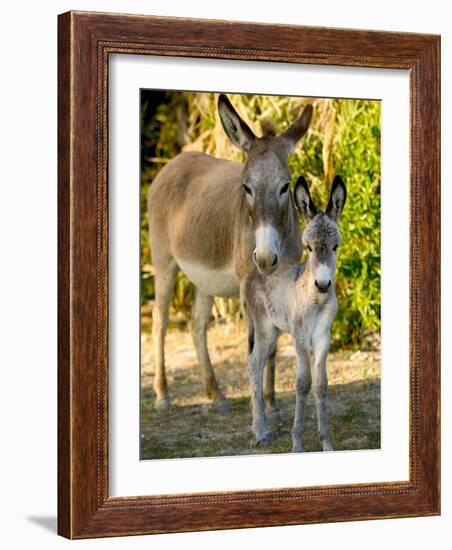 Mother and Baby Donkeys on Salt Cay Island, Turks and Caicos, Caribbean-Walter Bibikow-Framed Photographic Print