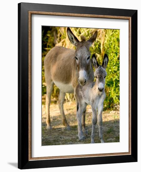 Mother and Baby Donkeys on Salt Cay Island, Turks and Caicos, Caribbean-Walter Bibikow-Framed Photographic Print