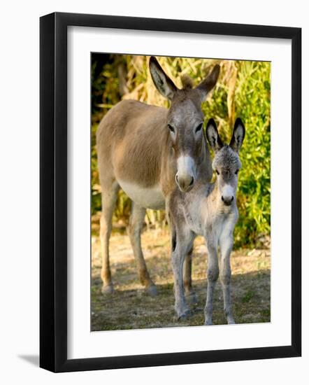 Mother and Baby Donkeys on Salt Cay Island, Turks and Caicos, Caribbean-Walter Bibikow-Framed Photographic Print