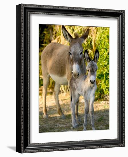 Mother and Baby Donkeys on Salt Cay Island, Turks and Caicos, Caribbean-Walter Bibikow-Framed Photographic Print