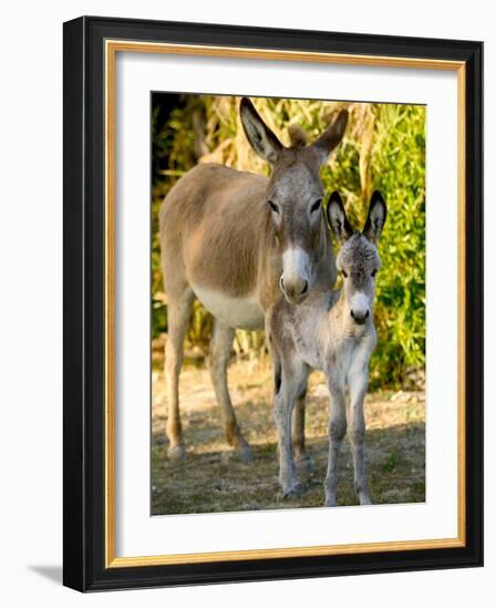 Mother and Baby Donkeys on Salt Cay Island, Turks and Caicos, Caribbean-Walter Bibikow-Framed Photographic Print