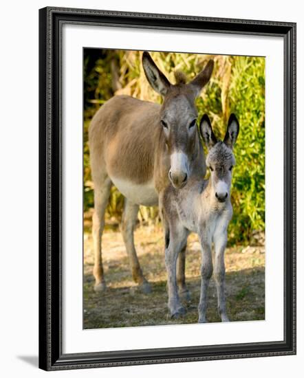 Mother and Baby Donkeys on Salt Cay Island, Turks and Caicos, Caribbean-Walter Bibikow-Framed Photographic Print