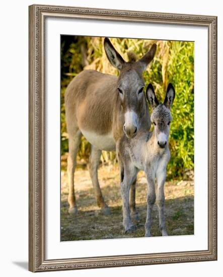 Mother and Baby Donkeys on Salt Cay Island, Turks and Caicos, Caribbean-Walter Bibikow-Framed Photographic Print