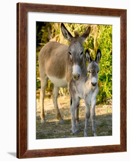 Mother and Baby Donkeys on Salt Cay Island, Turks and Caicos, Caribbean-Walter Bibikow-Framed Photographic Print