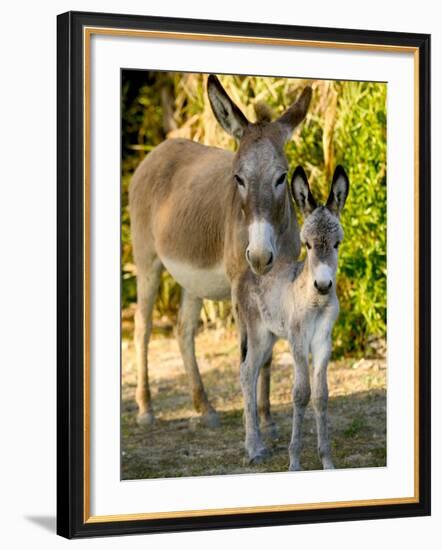 Mother and Baby Donkeys on Salt Cay Island, Turks and Caicos, Caribbean-Walter Bibikow-Framed Photographic Print