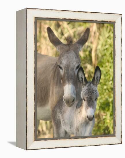 Mother and Baby Donkeys on Salt Cay Island, Turks and Caicos, Caribbean-Walter Bibikow-Framed Premier Image Canvas