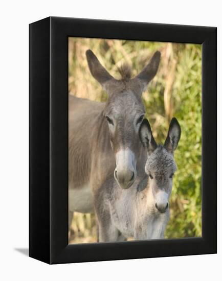 Mother and Baby Donkeys on Salt Cay Island, Turks and Caicos, Caribbean-Walter Bibikow-Framed Premier Image Canvas