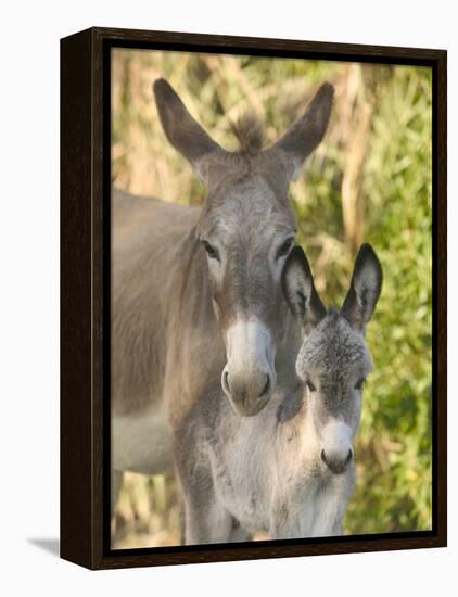 Mother and Baby Donkeys on Salt Cay Island, Turks and Caicos, Caribbean-Walter Bibikow-Framed Premier Image Canvas