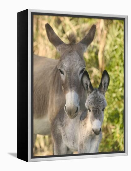 Mother and Baby Donkeys on Salt Cay Island, Turks and Caicos, Caribbean-Walter Bibikow-Framed Premier Image Canvas