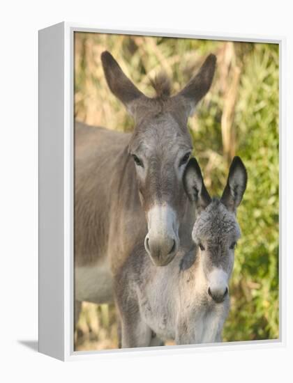 Mother and Baby Donkeys on Salt Cay Island, Turks and Caicos, Caribbean-Walter Bibikow-Framed Premier Image Canvas