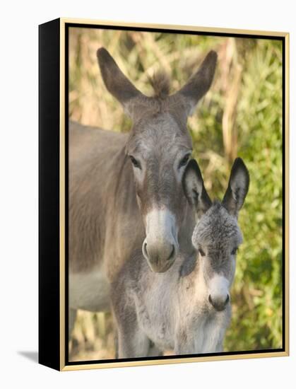 Mother and Baby Donkeys on Salt Cay Island, Turks and Caicos, Caribbean-Walter Bibikow-Framed Premier Image Canvas