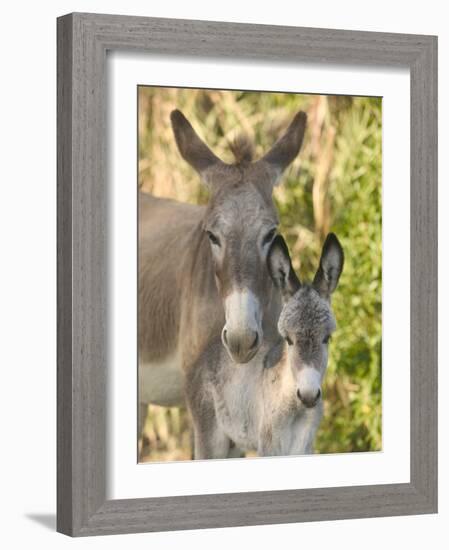 Mother and Baby Donkeys on Salt Cay Island, Turks and Caicos, Caribbean-Walter Bibikow-Framed Photographic Print