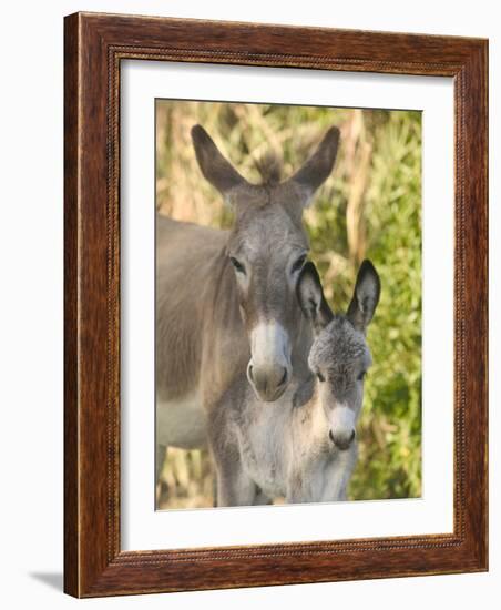 Mother and Baby Donkeys on Salt Cay Island, Turks and Caicos, Caribbean-Walter Bibikow-Framed Photographic Print