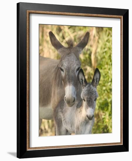 Mother and Baby Donkeys on Salt Cay Island, Turks and Caicos, Caribbean-Walter Bibikow-Framed Photographic Print