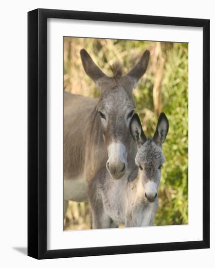 Mother and Baby Donkeys on Salt Cay Island, Turks and Caicos, Caribbean-Walter Bibikow-Framed Photographic Print