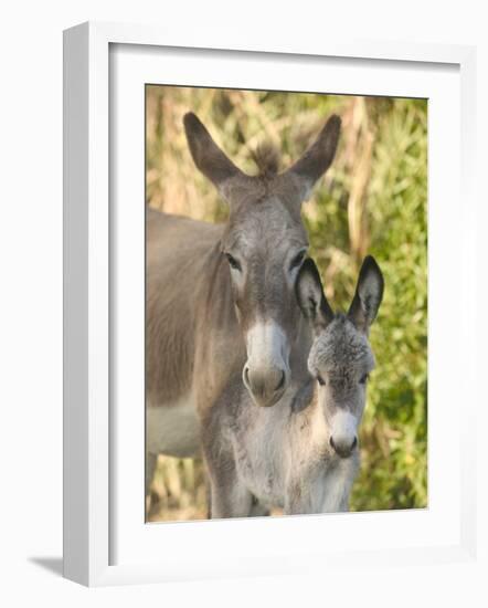 Mother and Baby Donkeys on Salt Cay Island, Turks and Caicos, Caribbean-Walter Bibikow-Framed Photographic Print