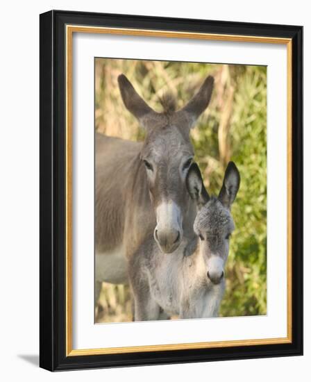 Mother and Baby Donkeys on Salt Cay Island, Turks and Caicos, Caribbean-Walter Bibikow-Framed Photographic Print