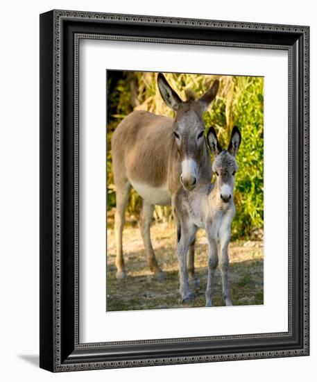 Mother and Baby Donkeys on Salt Cay Island, Turks and Caicos, Caribbean-Walter Bibikow-Framed Photographic Print