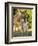 Mother and Baby Donkeys on Salt Cay Island, Turks and Caicos, Caribbean-Walter Bibikow-Framed Photographic Print