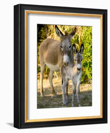 Mother and Baby Donkeys on Salt Cay Island, Turks and Caicos, Caribbean-Walter Bibikow-Framed Photographic Print