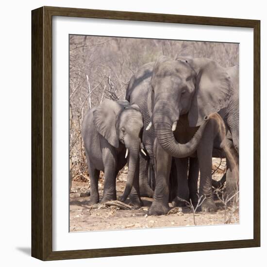 Mother and Baby Elephant Preparing for a Dust Bath, Chobe National Park, Botswana-Wendy Kaveney-Framed Photographic Print