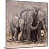 Mother and Baby Elephant Preparing for a Dust Bath, Chobe National Park, Botswana-Wendy Kaveney-Mounted Photographic Print