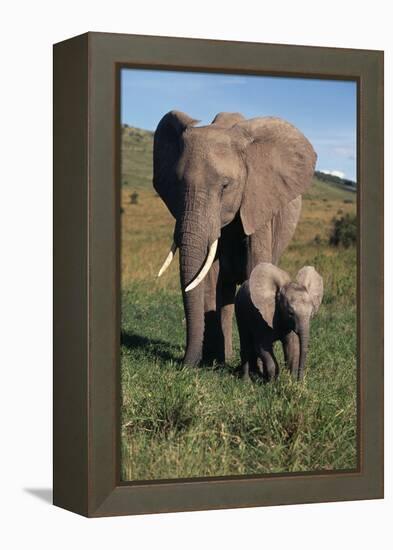 Mother and Baby Elephant-DLILLC-Framed Premier Image Canvas