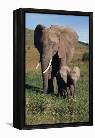 Mother and Baby Elephant-DLILLC-Framed Premier Image Canvas