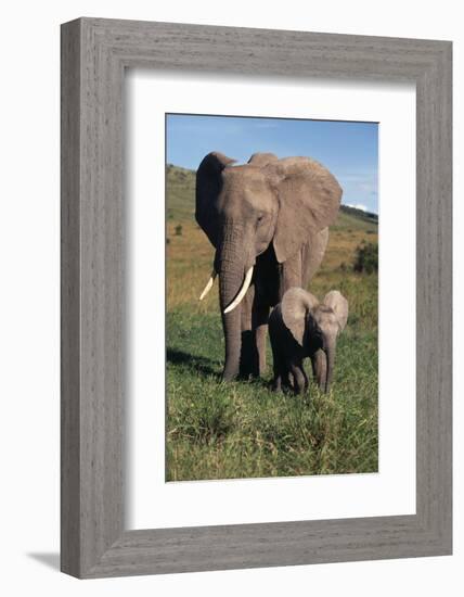 Mother and Baby Elephant-DLILLC-Framed Photographic Print